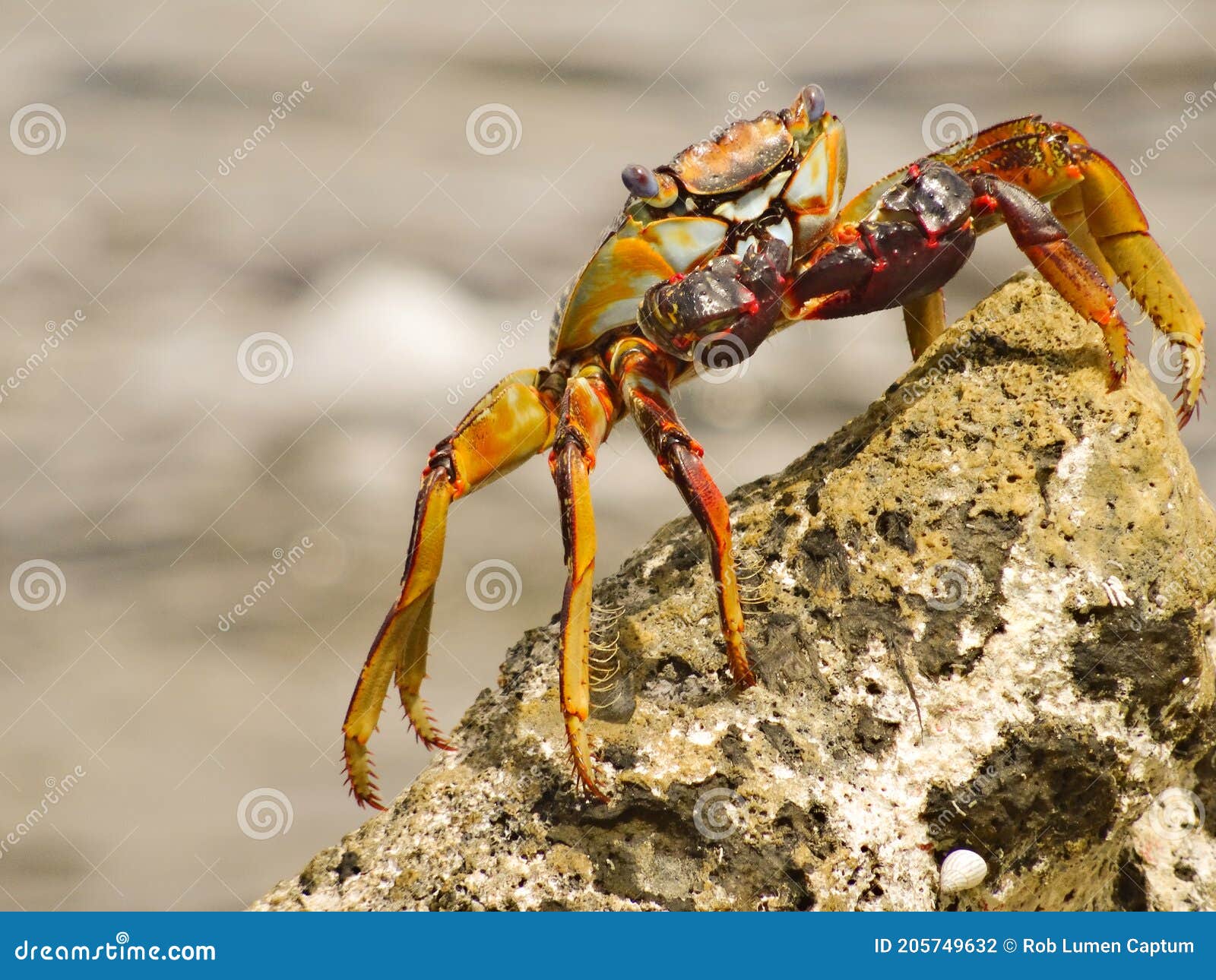 sally lightfoot crab grapsus grapsus, on a rock in bonaire
